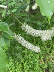 Prunus virginiana