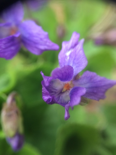 Viola odorata