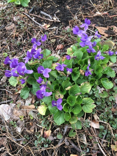 Viola odorata