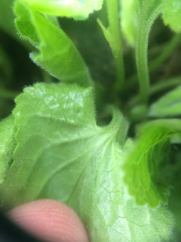 Viola odorata