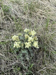 Oxytropis sericea speciosa
