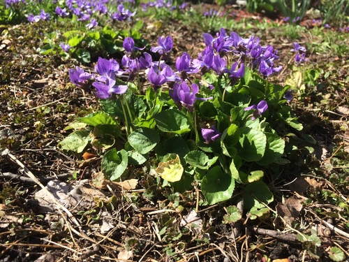 Viola odorata
