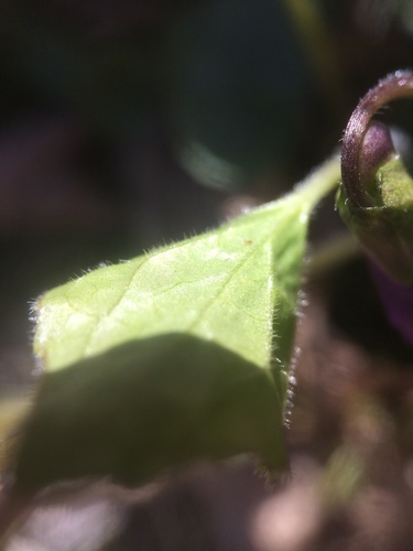 Image of Viola septentrionalis by no rights reserved