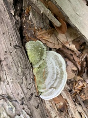 Trametes