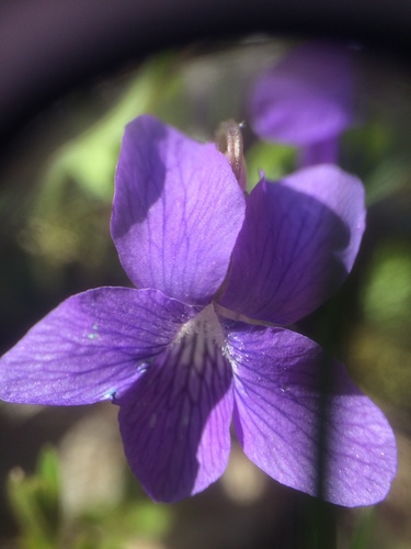 Image of Viola septentrionalis by no rights reserved