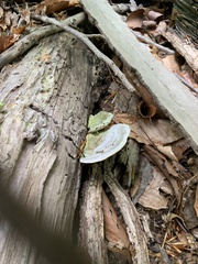 Trametes