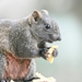 Pallas' Squirrel - Photo (c) belyykit, some rights reserved (CC BY-NC), uploaded by belyykit