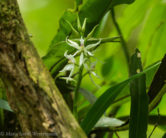 Prosthechea fausta