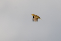 Anthus furcatus