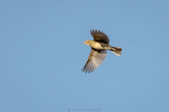 Anthus furcatus