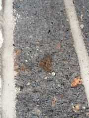 Zanclognatha dentata