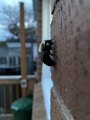 Bombus impatiens