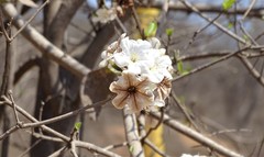 Cordia sonorae