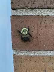 Bombus impatiens
