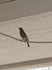 Haemorhous mexicanus