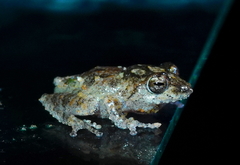 Pseudophilautus decoris