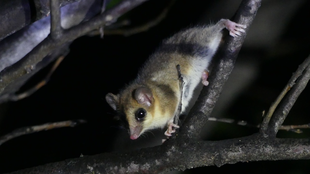 Pancho's Monito del Monte