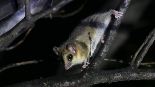Pancho's Monito del Monte