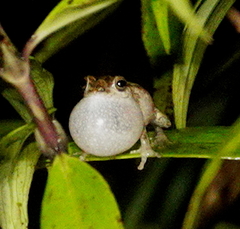 Pseudophilautus decoris