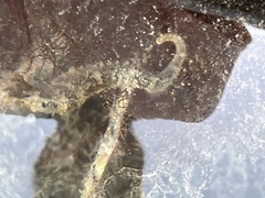 Hippocampus reidi
