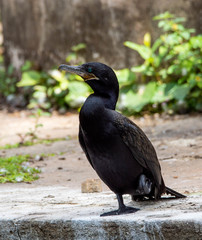 Nannopterum brasilianum