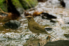 Turdus amaurochalinus
