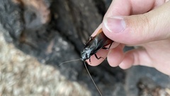 Periplaneta japonica