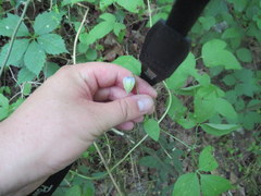 Clematis ouachitensis