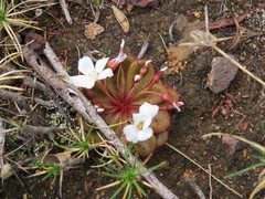 Drosera rosulata