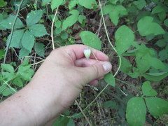 Clematis ouachitensis