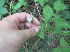 Clematis ouachitensis