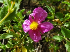 Cistus creticus