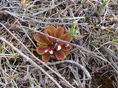 Drosera rosulata