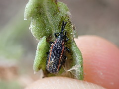 Microrhopala rubrolineata