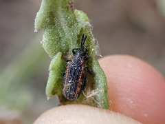 Microrhopala rubrolineata