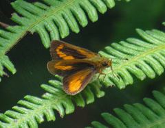 Corticea mendica schwartzi