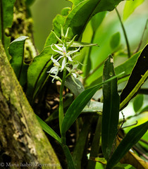 Prosthechea fausta