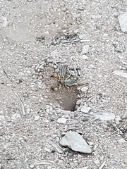 Anuroctonus phaiodactylus