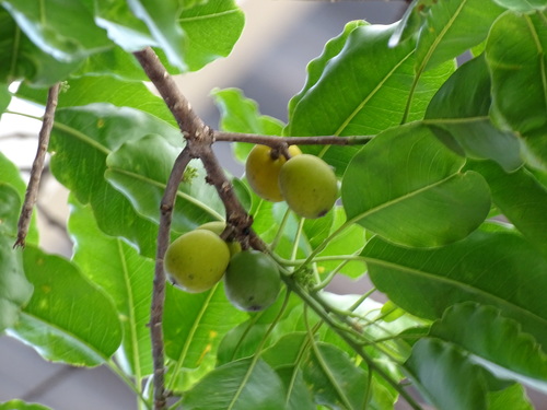 Image of Sideroxylon foetidissimum by (c) Alexis López Hernández, some rights reserved (CC BY)