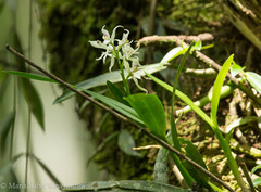 Prosthechea fausta