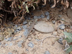 Uta stansburiana elegans