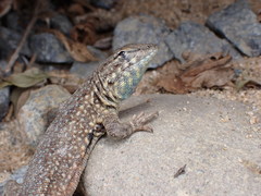 Uta stansburiana elegans