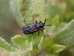 Microrhopala rubrolineata