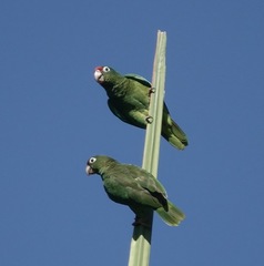 Amazona vittata