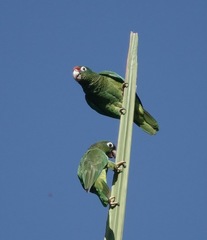 Amazona vittata