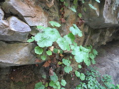 Heuchera puberula