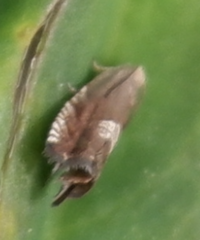 Grapholita delineana