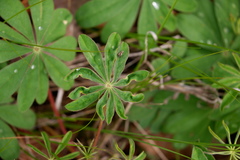 Grapholita delineana
