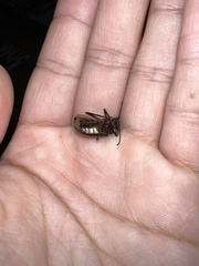 Tarpela micans
