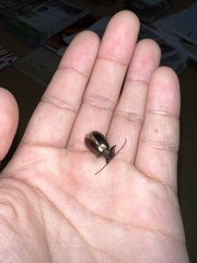 Tarpela micans